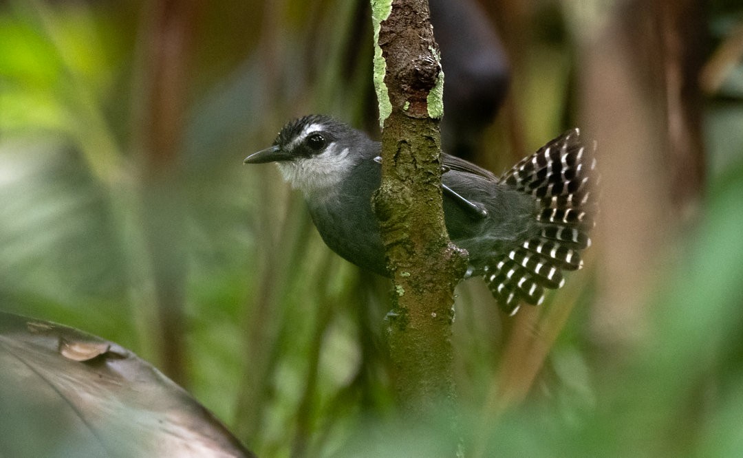 White-throated Antbird - ML469276631