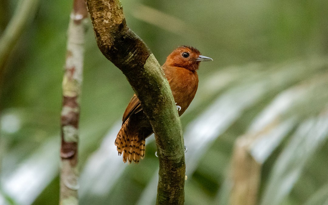 White-throated Antbird - ML469276821