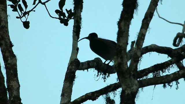 Brown Sicklebill - ML469277