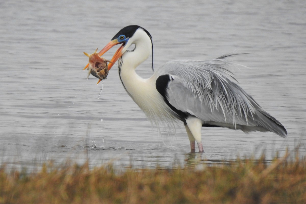 Cocoi Heron - ML469277011