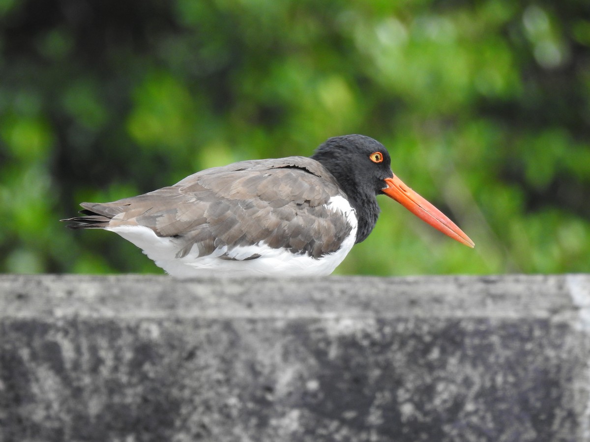 American Oystercatcher - ML469277381