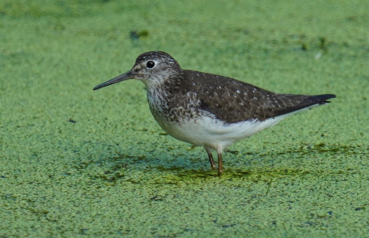 Solitary Sandpiper - ML469277461