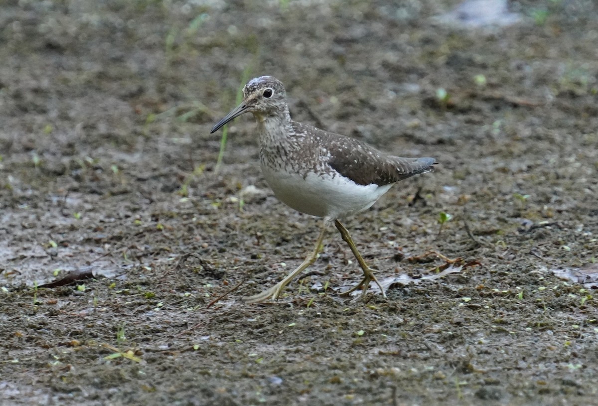 Solitary Sandpiper - ML469277571