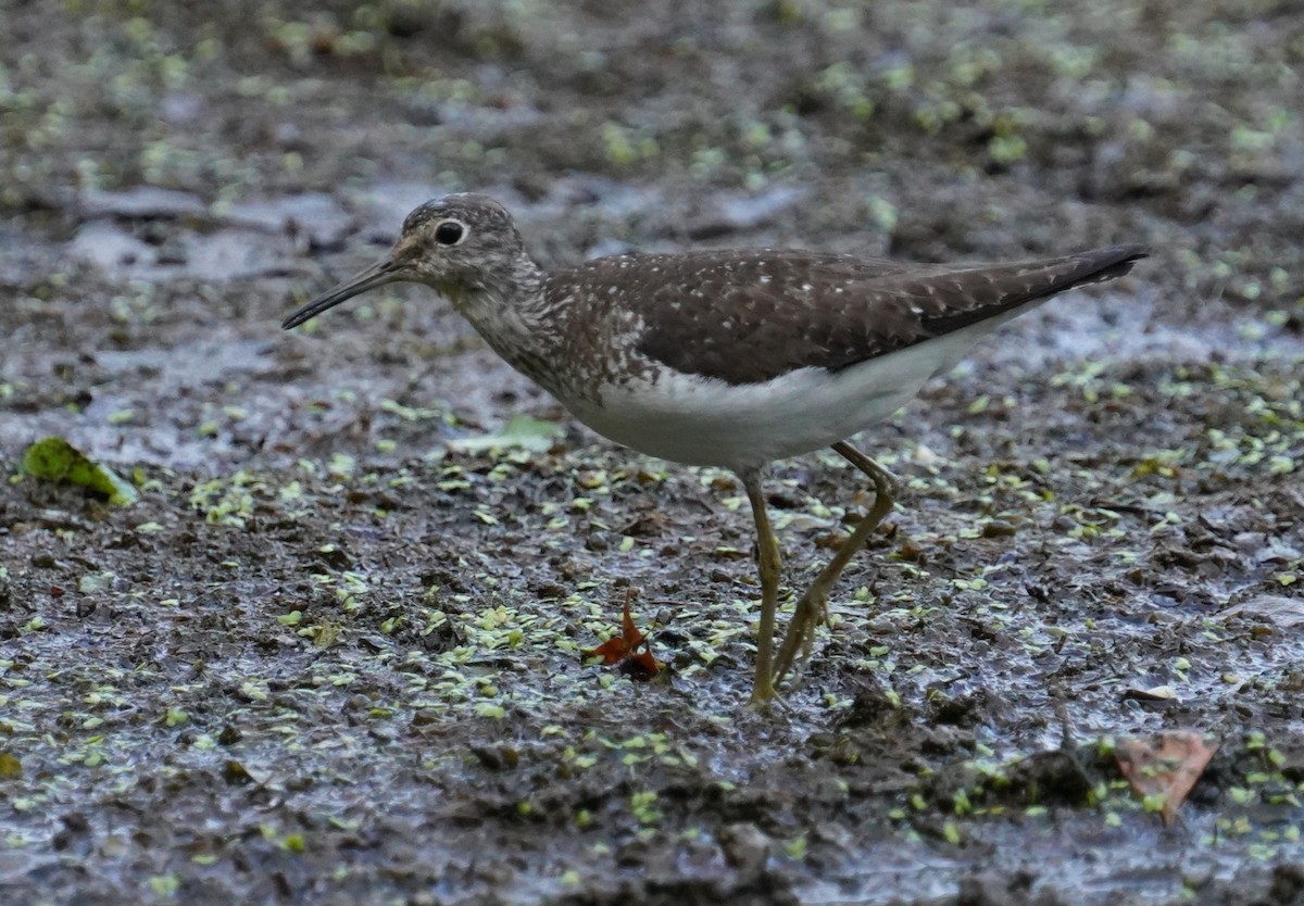 Solitary Sandpiper - ML469277591