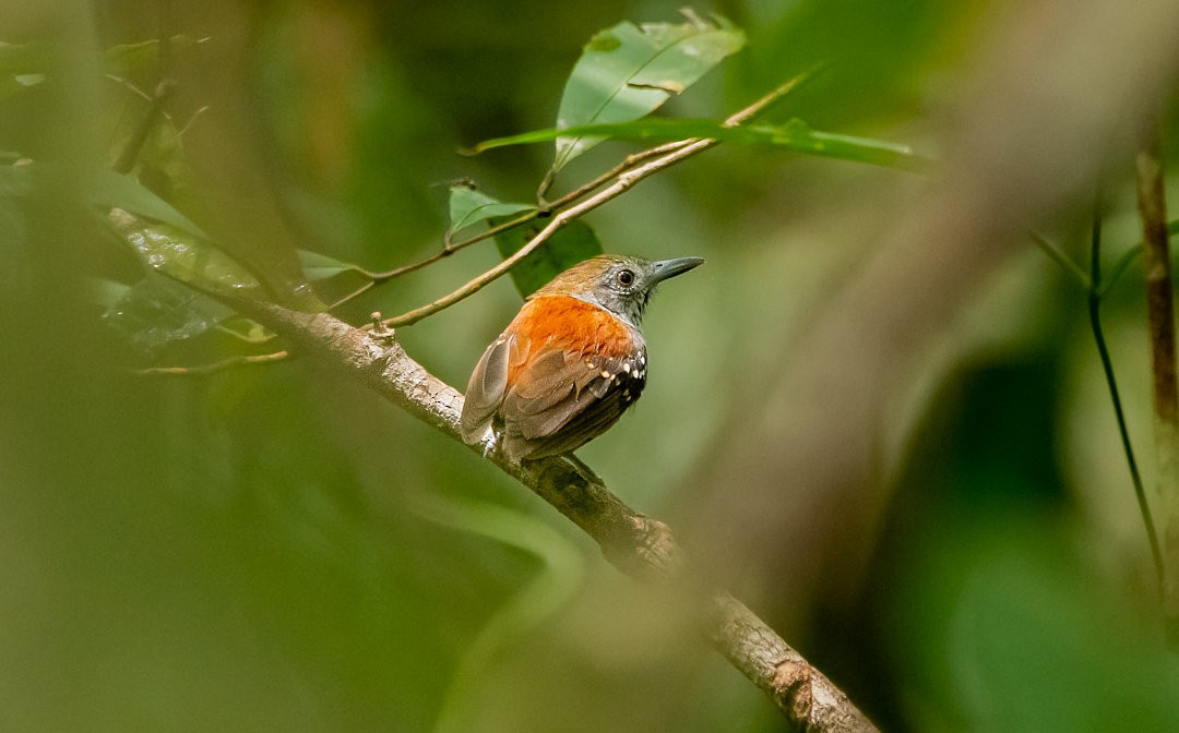 Rio Madeira Stipplethroat (Madeira) - Nailson Júnior