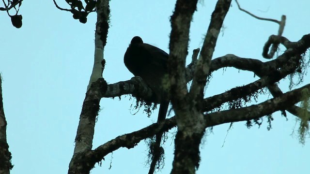 Brown Sicklebill - ML469278