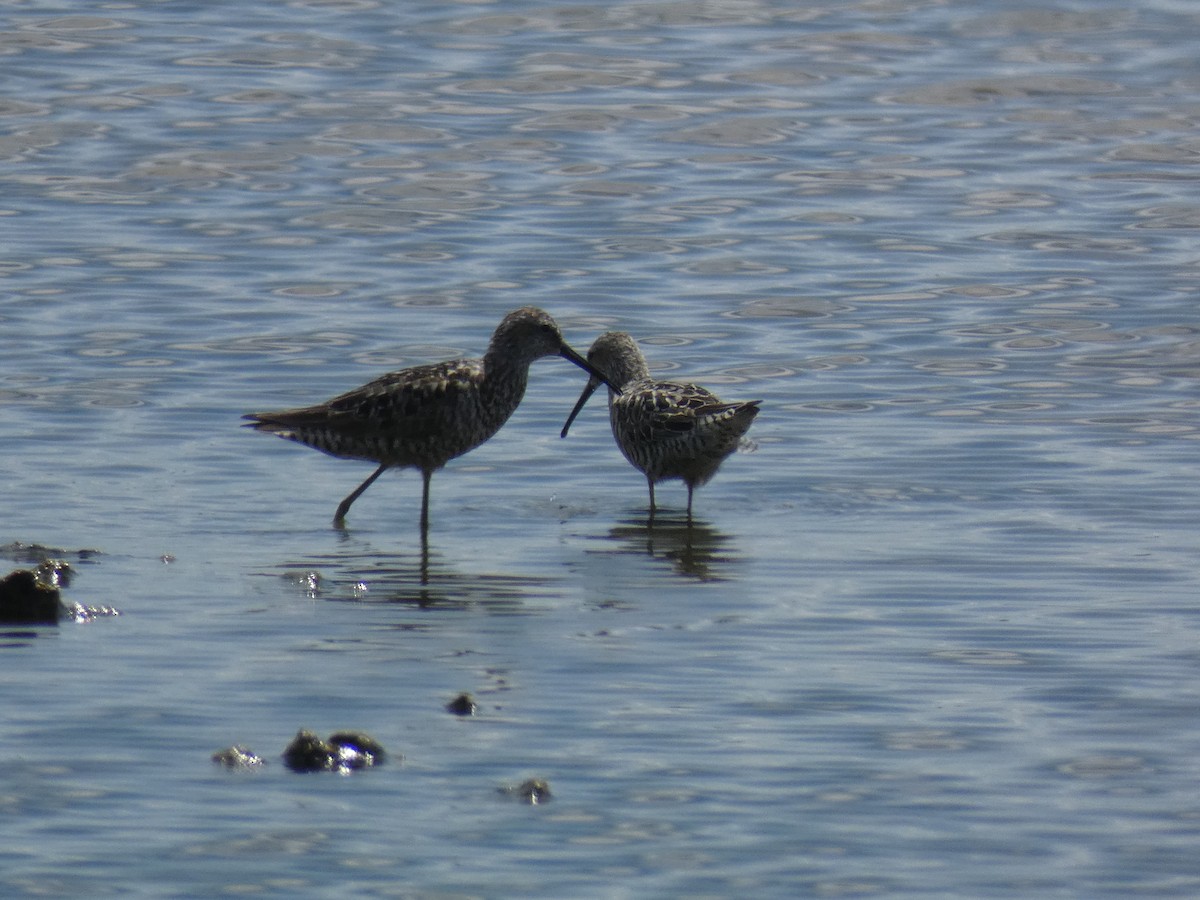 Bindenstrandläufer - ML469278741