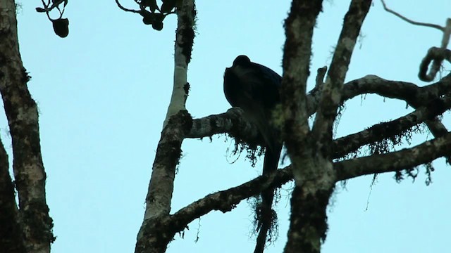 Brown Sicklebill - ML469279