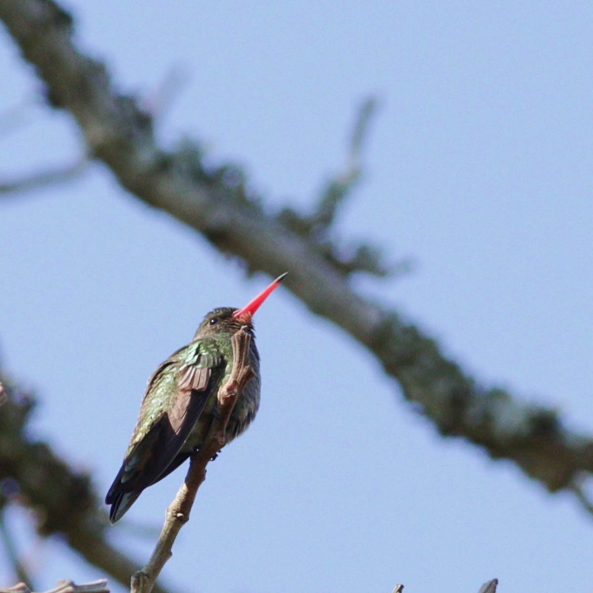 Gilded Hummingbird - ML469279131