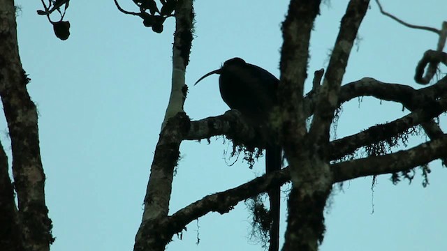 Brown Sicklebill - ML469280