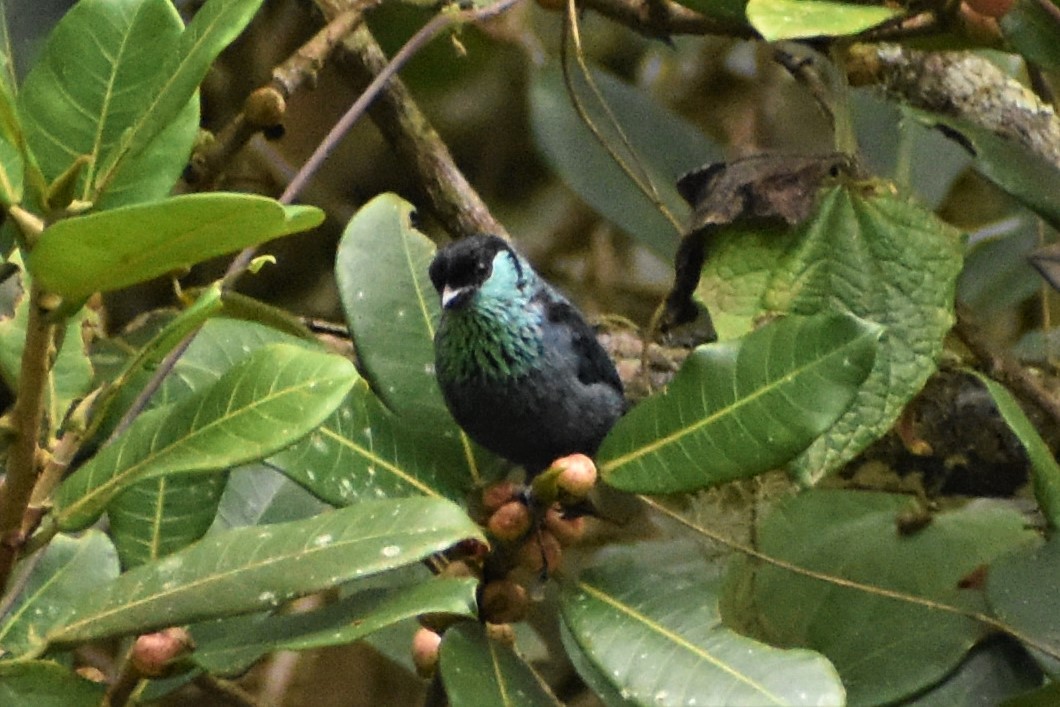 Black-capped Tanager - ML469280101