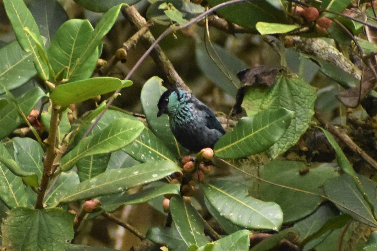 Black-capped Tanager - ML469280121