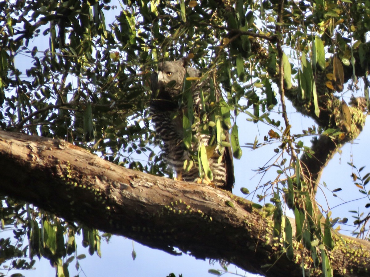 Crested Eagle - ML469280511