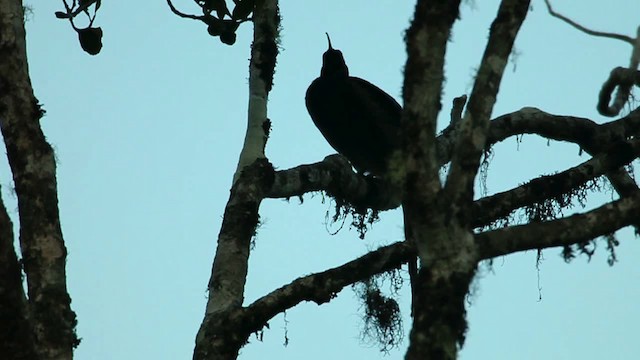 Brown Sicklebill - ML469281