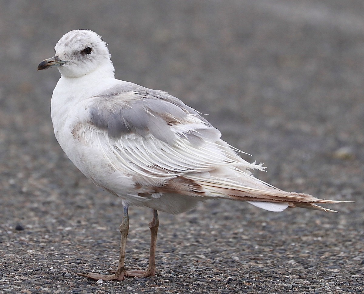 Short-billed Gull - maxine reid