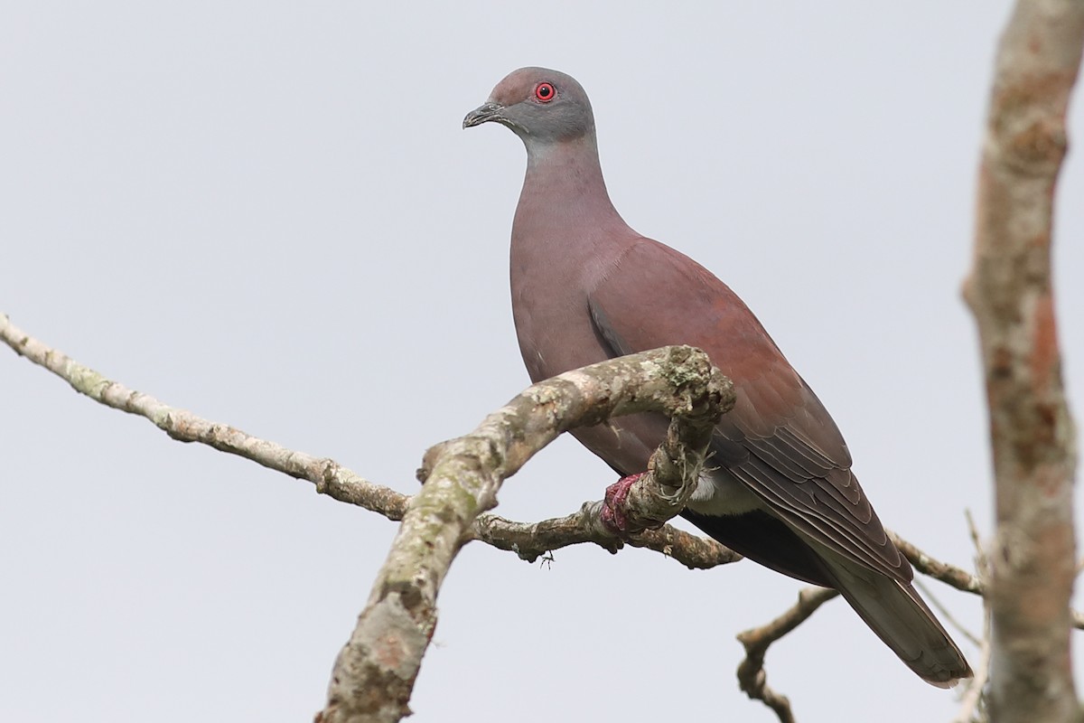 Pale-vented Pigeon - ML46928121