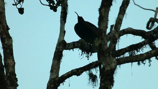 Brown Sicklebill - ML469282