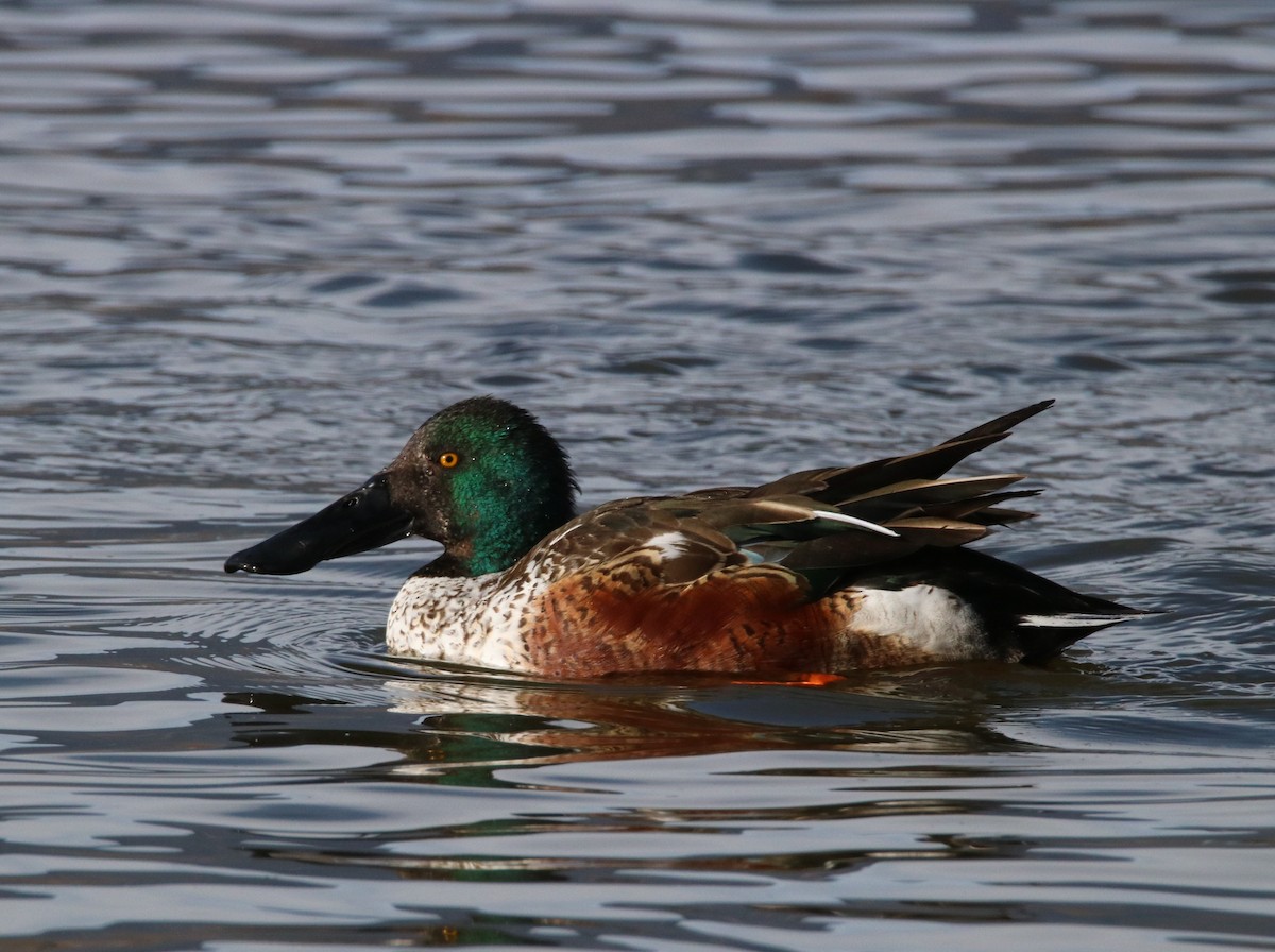 מרית צפונית - ML469282001