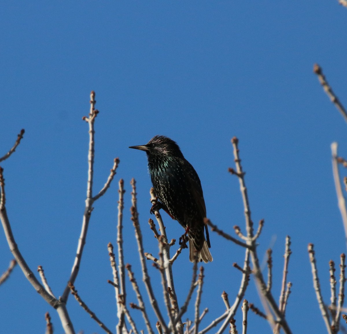 European Starling - ML469282381