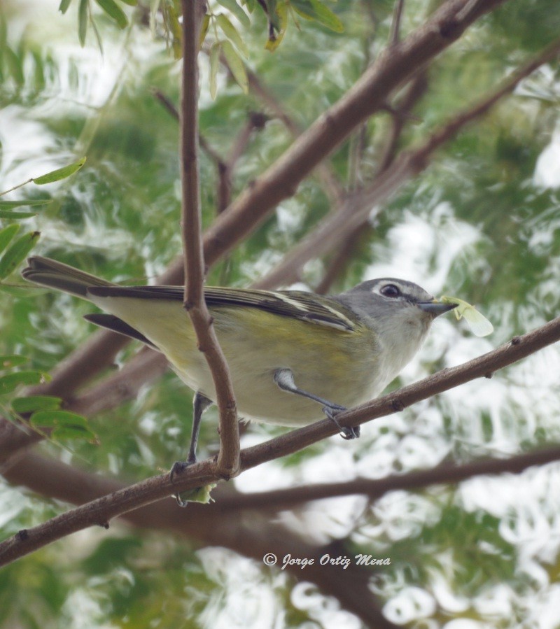 Vireo de Cassin - ML46928351