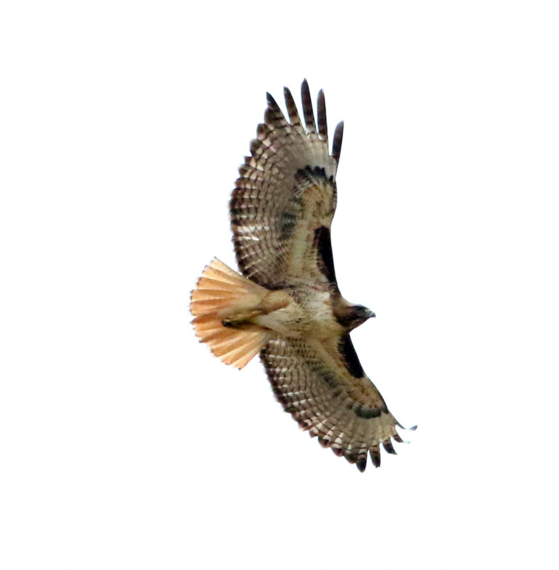 Red-tailed Hawk - ML469284591