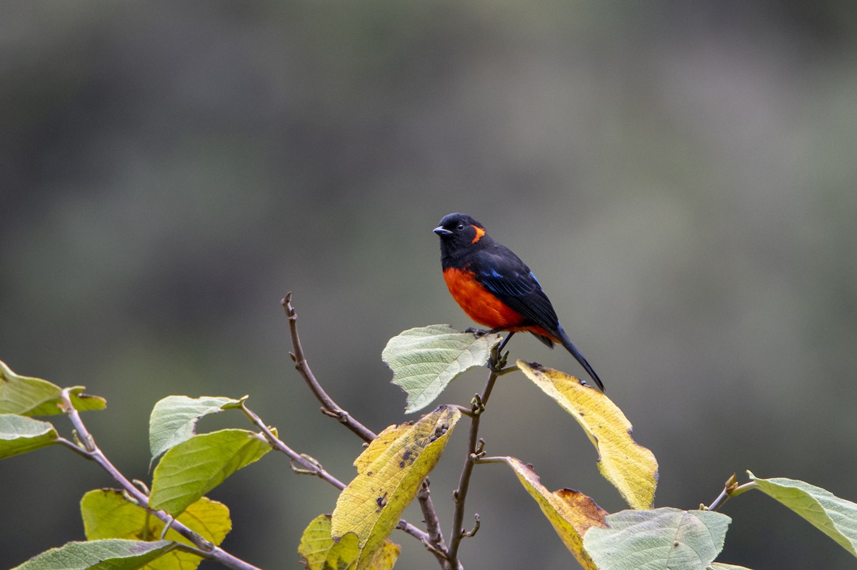 Scarlet-bellied Mountain Tanager - ML469285601
