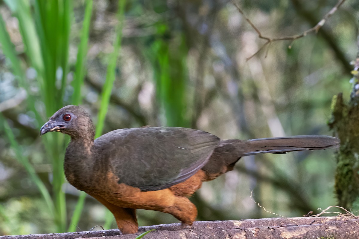 Sickle-winged Guan - ML469285691
