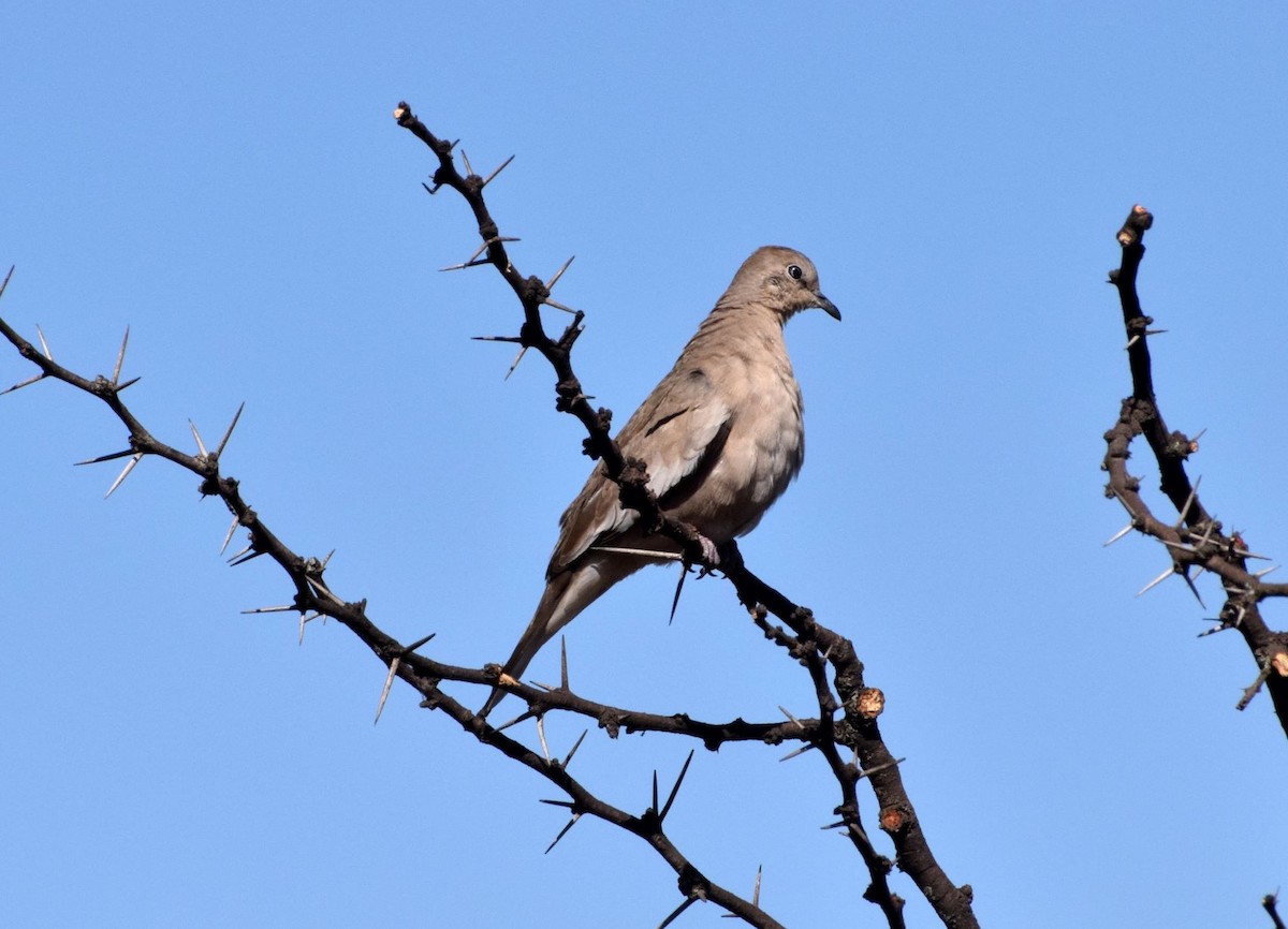 Picui Ground Dove - Elida Leonor Trabucco