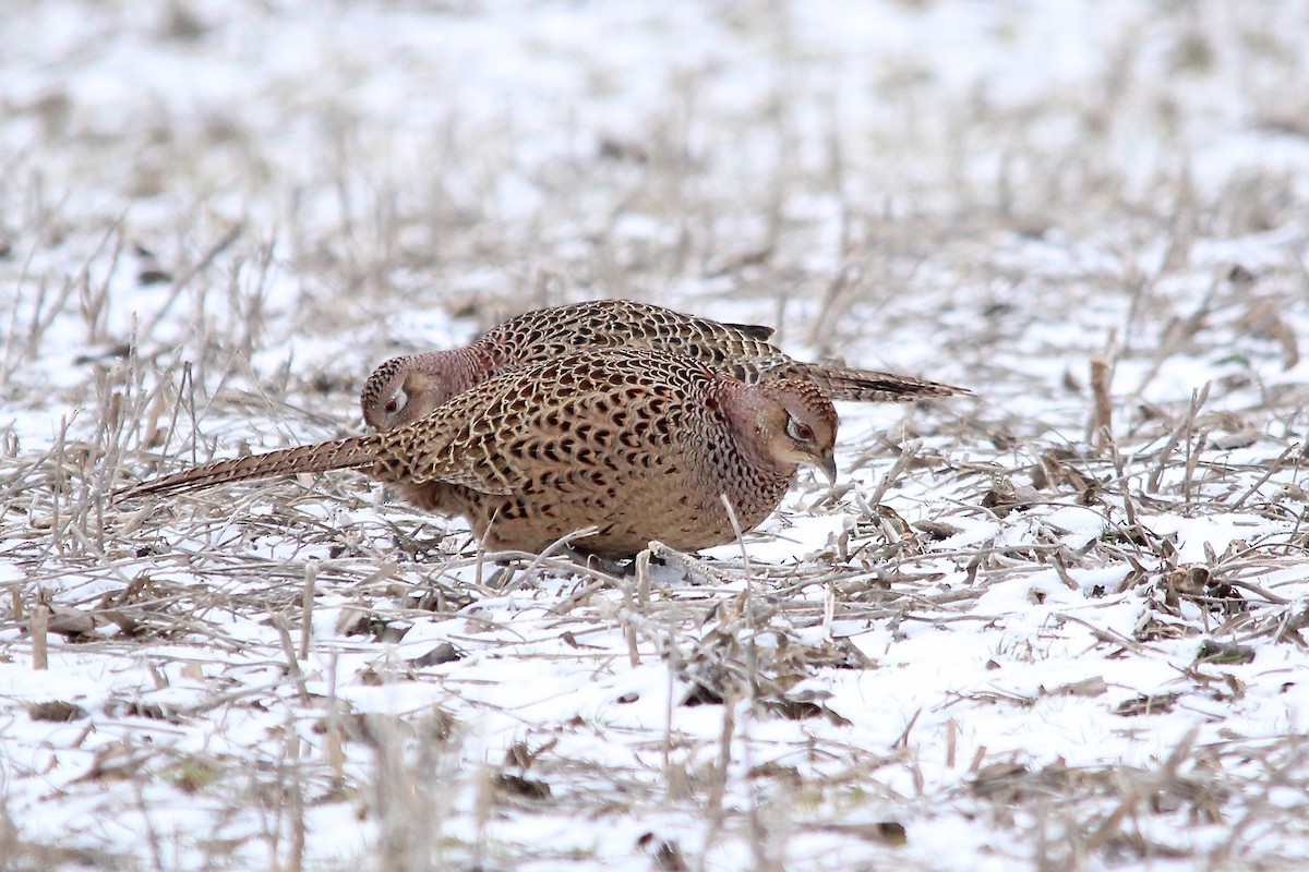 Ring-necked Pheasant - Benjamin Hack