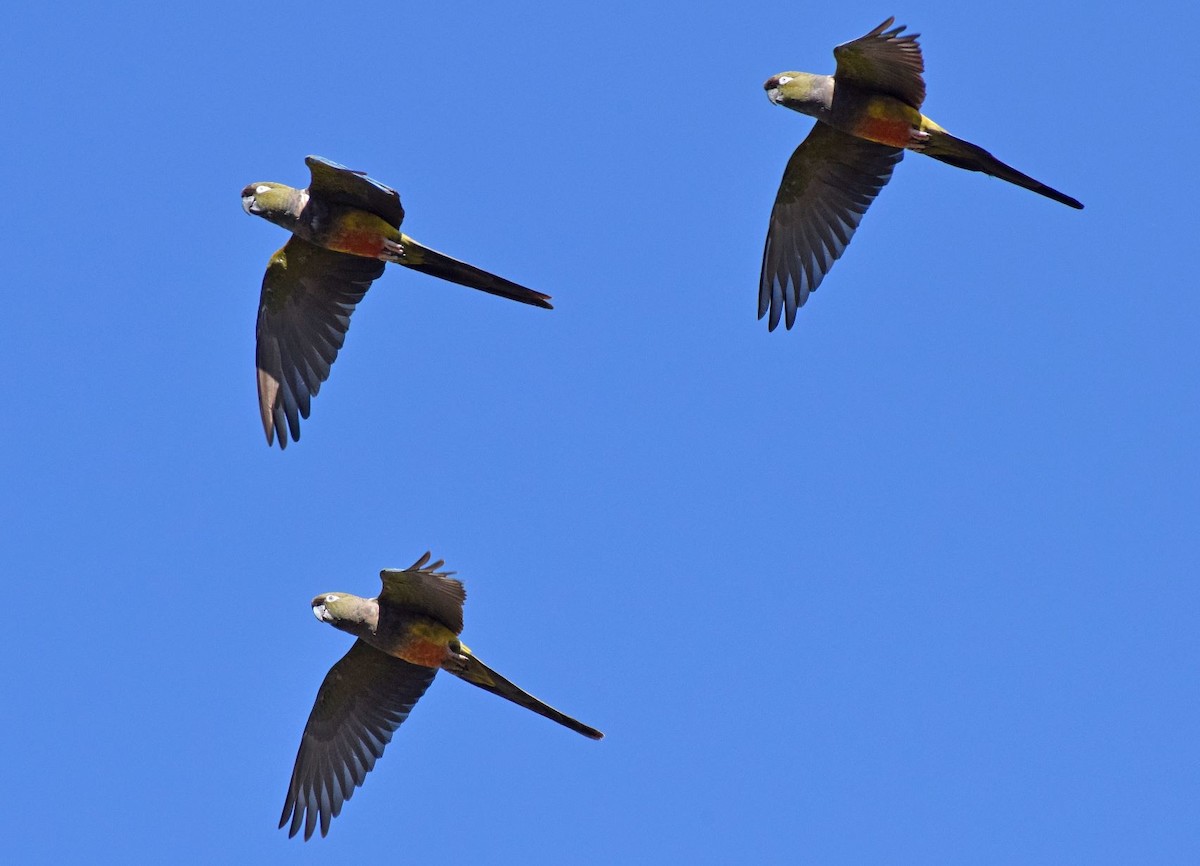 arara patagonský - ML469286401