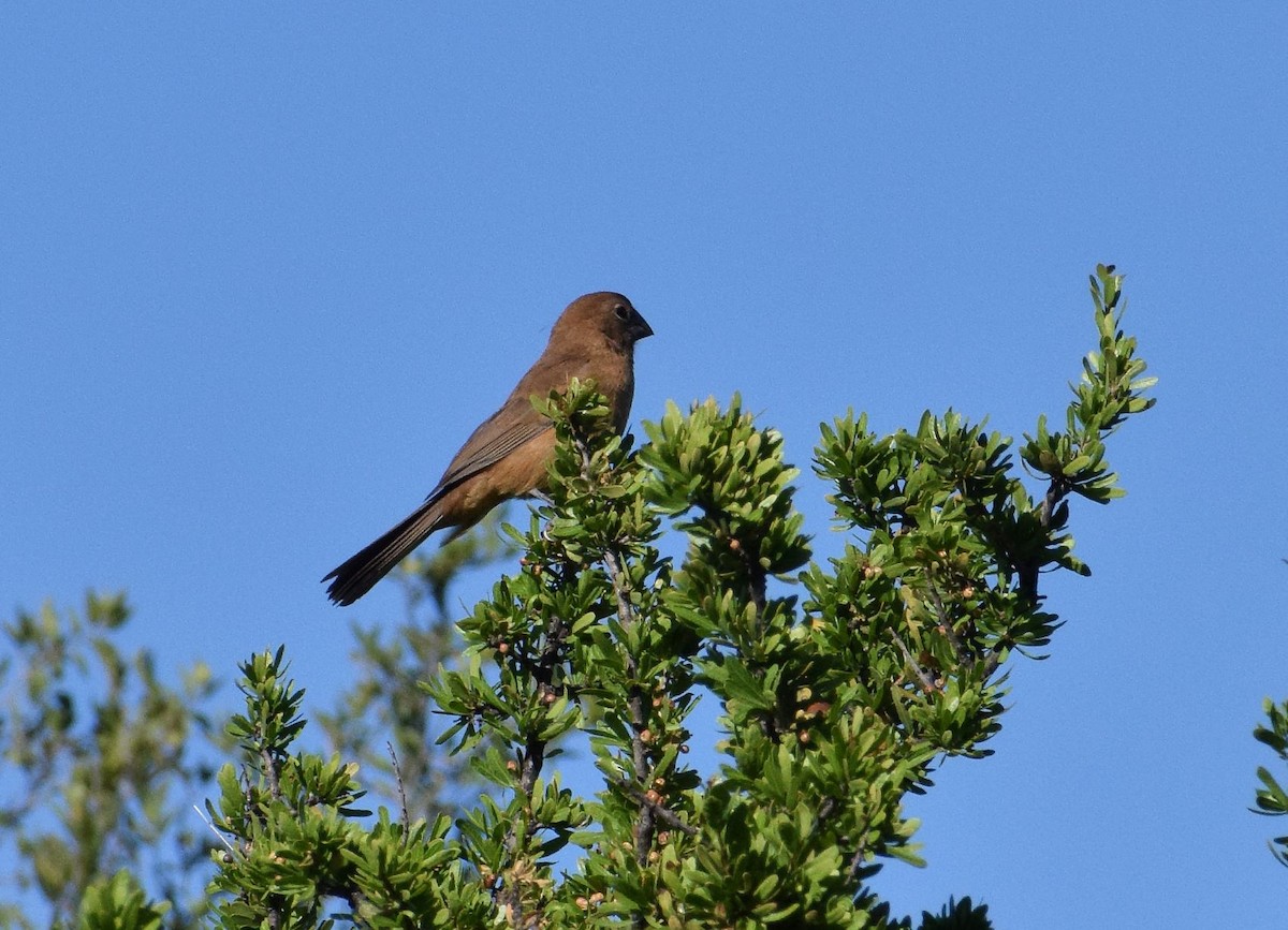 Ultramarine Grosbeak - Elida Leonor Trabucco