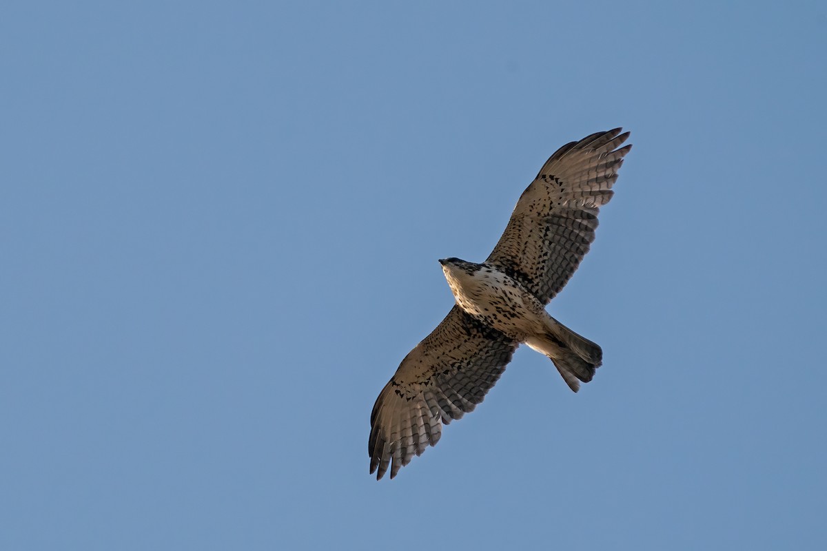 White-throated Hawk - ML469287671