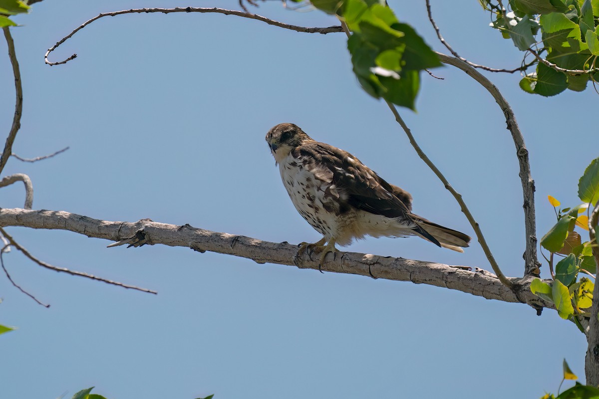 White-throated Hawk - ML469287681