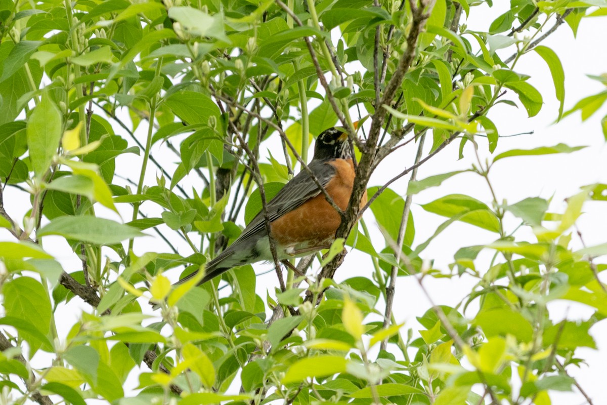 American Robin - ML469288951