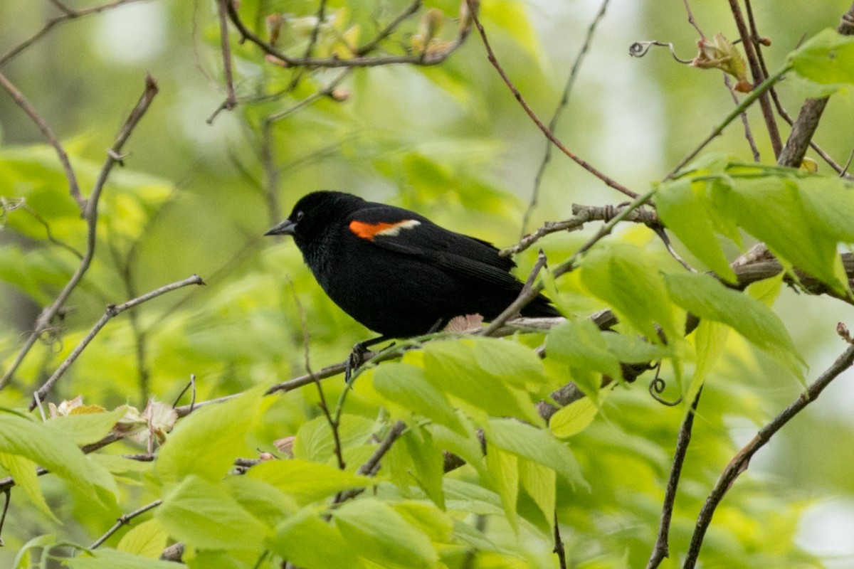 Red-winged Blackbird - ML469288971