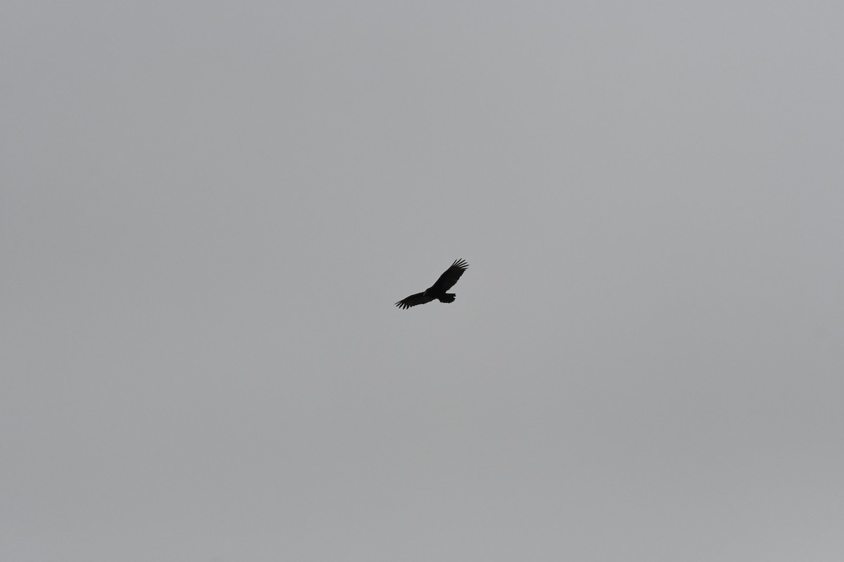 Black Vulture - ML469289161