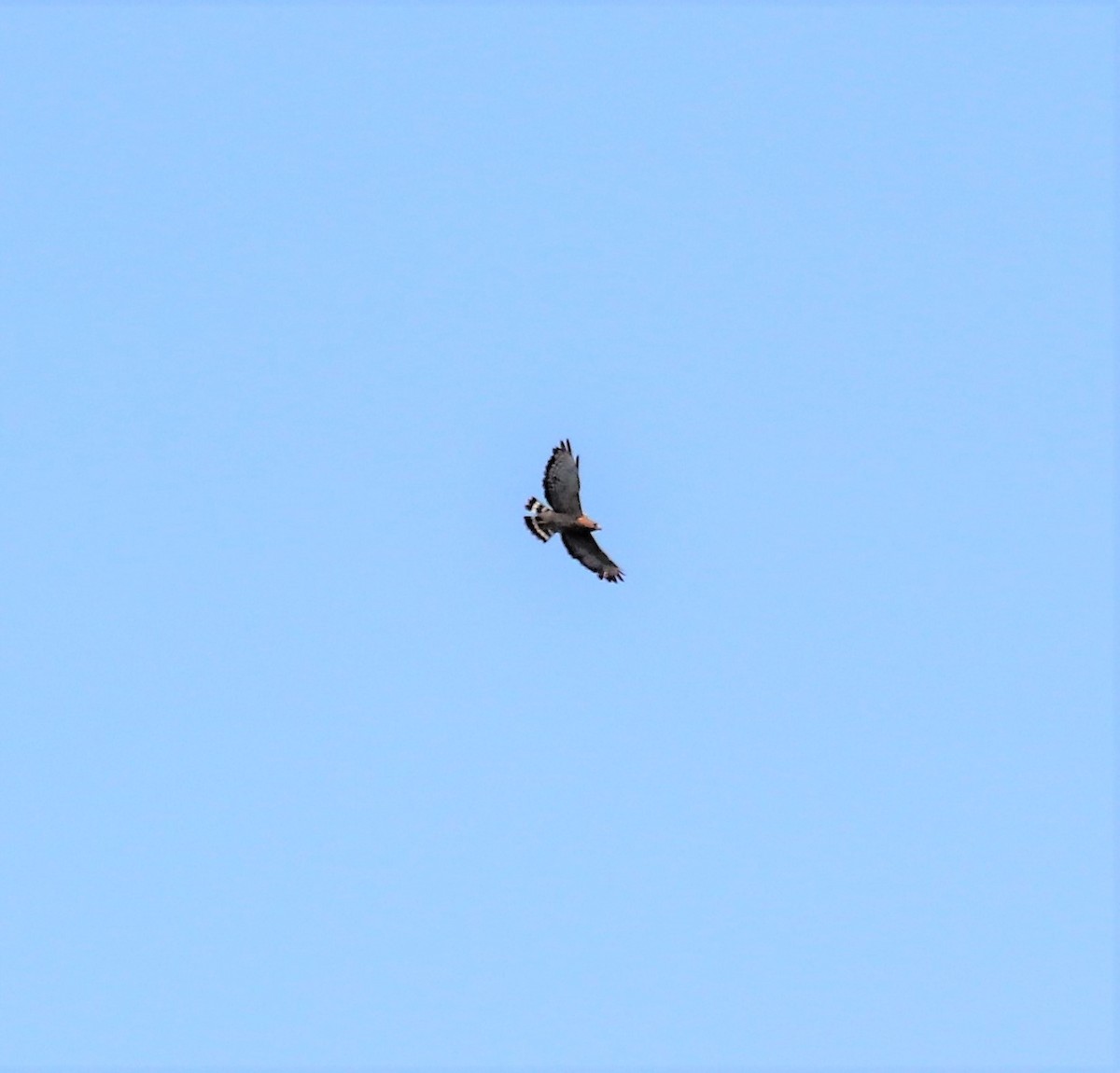 Broad-winged Hawk - ML469291481