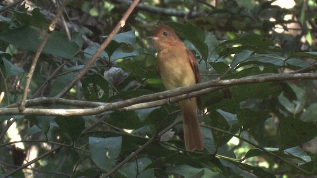 Rufous Casiornis - ML469292