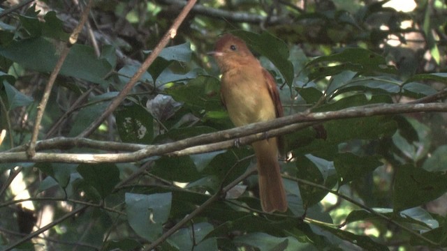 Rufous Casiornis - ML469292