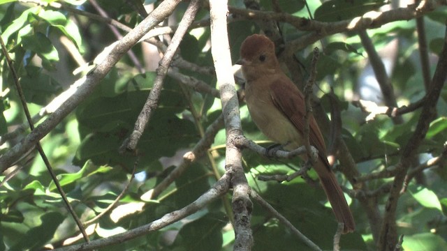 Kızıl Casiornis - ML469293