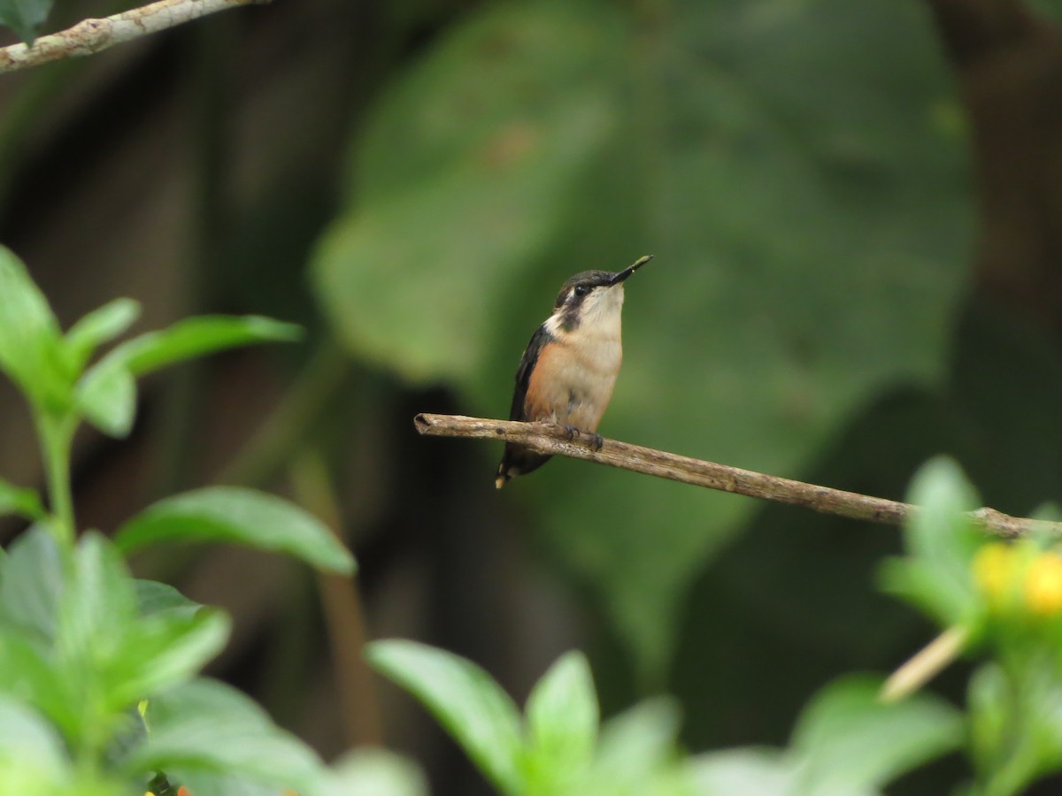 Colibrí Astral - ML469294141