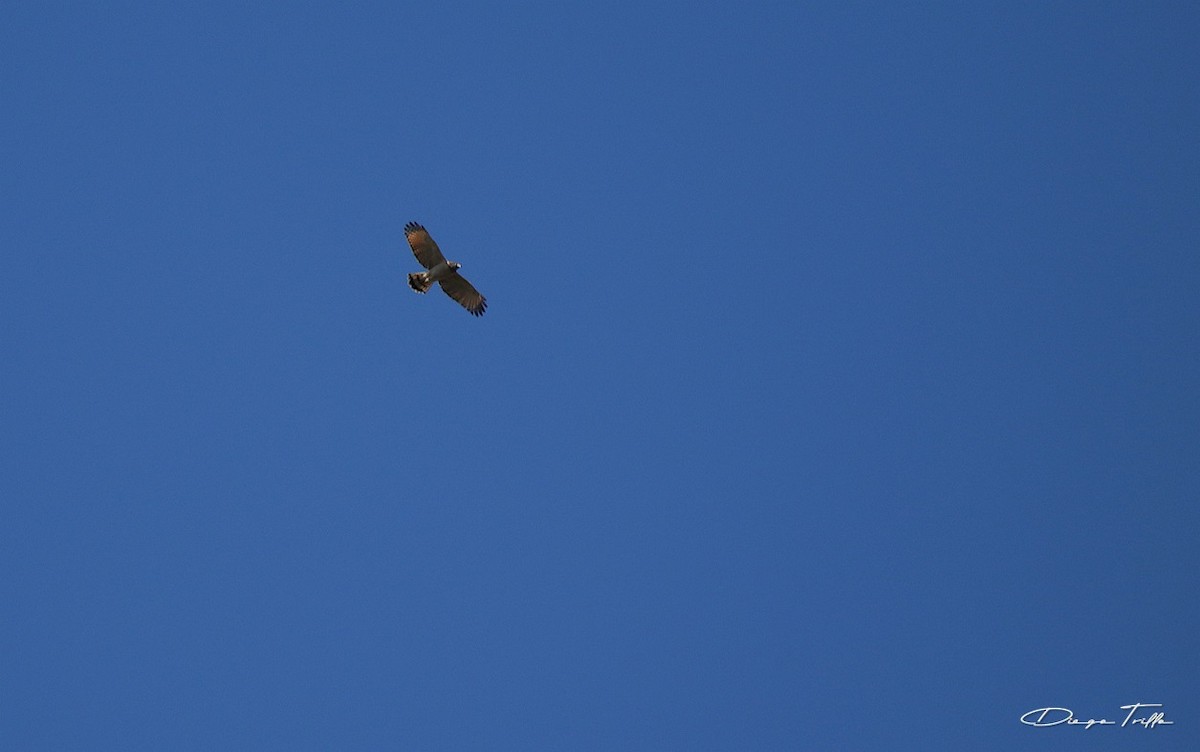 Roadside Hawk - ML469294581