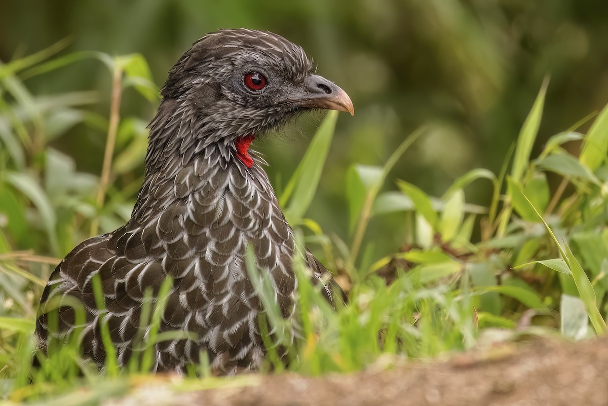 Andean Guan - Scott Young