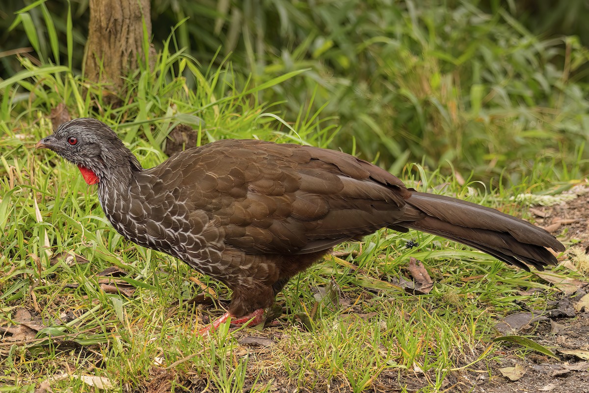 Andean Guan - ML469295281