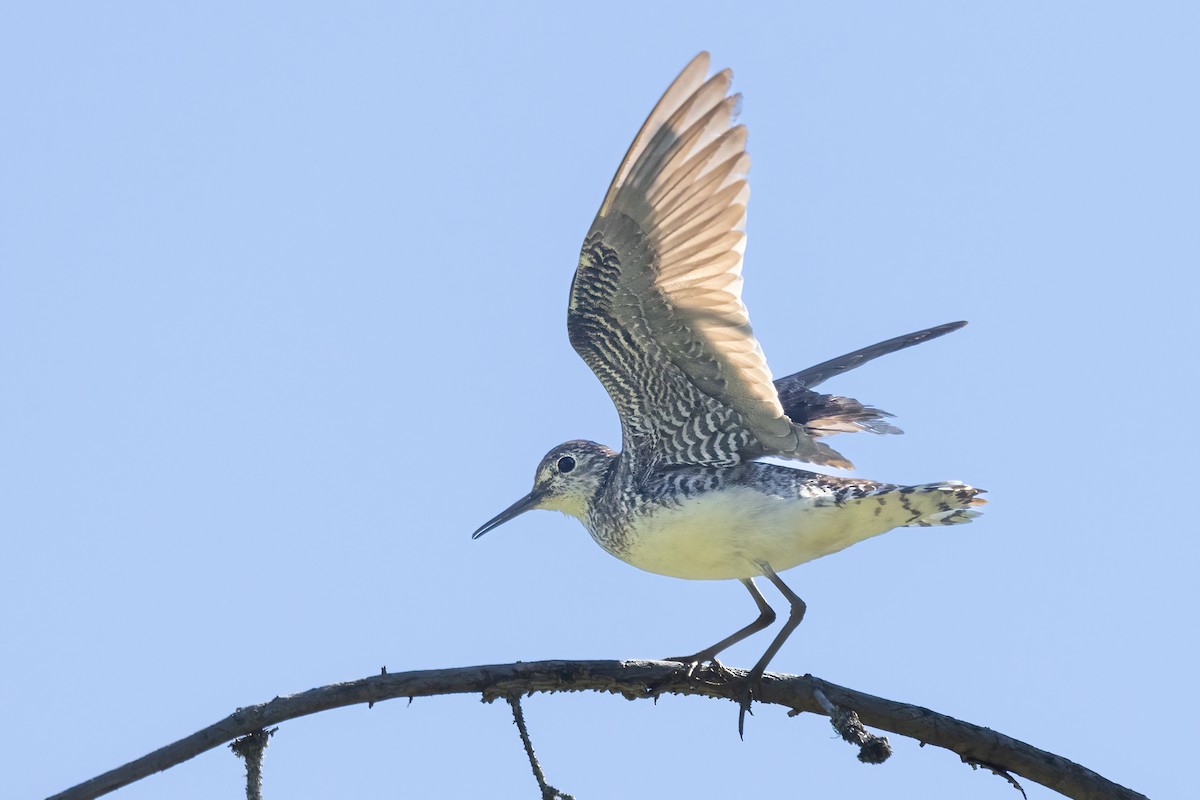 Solitary Sandpiper - Alan Knowles