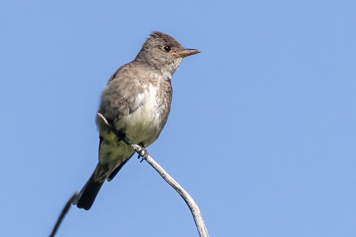 Olive-sided Flycatcher - Alan Knowles