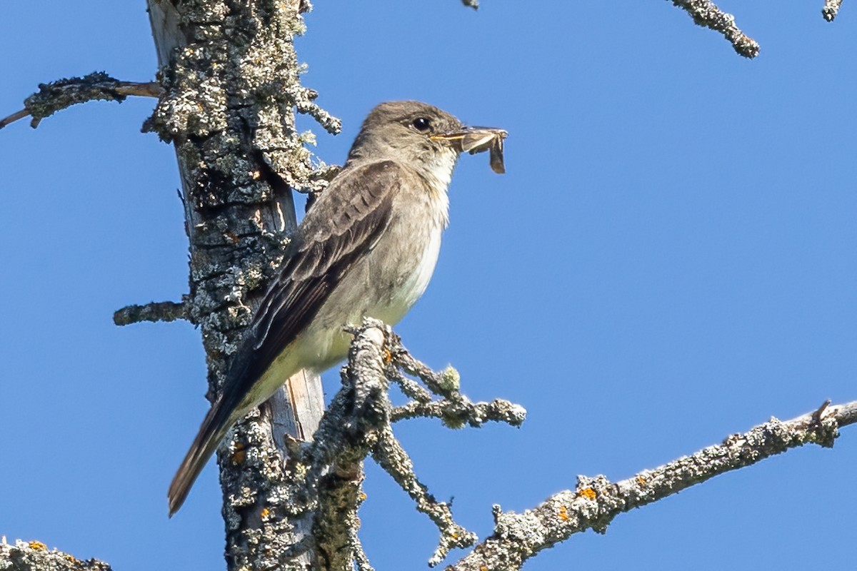 Olive-sided Flycatcher - Alan Knowles