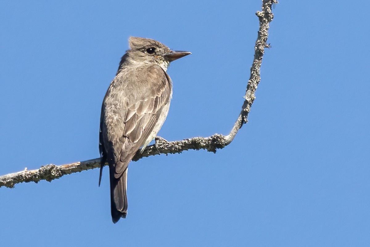 Olive-sided Flycatcher - ML469296961