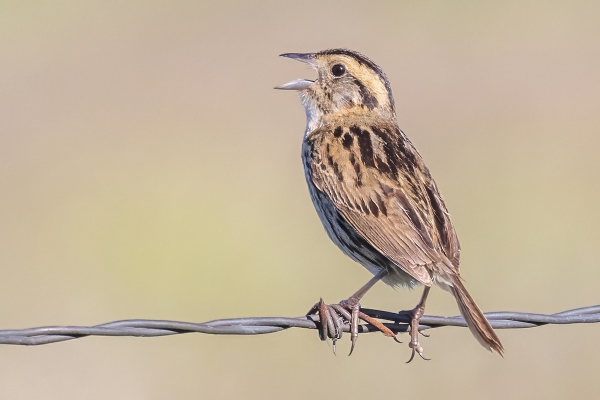 Nelson's Sparrow - ML469298651