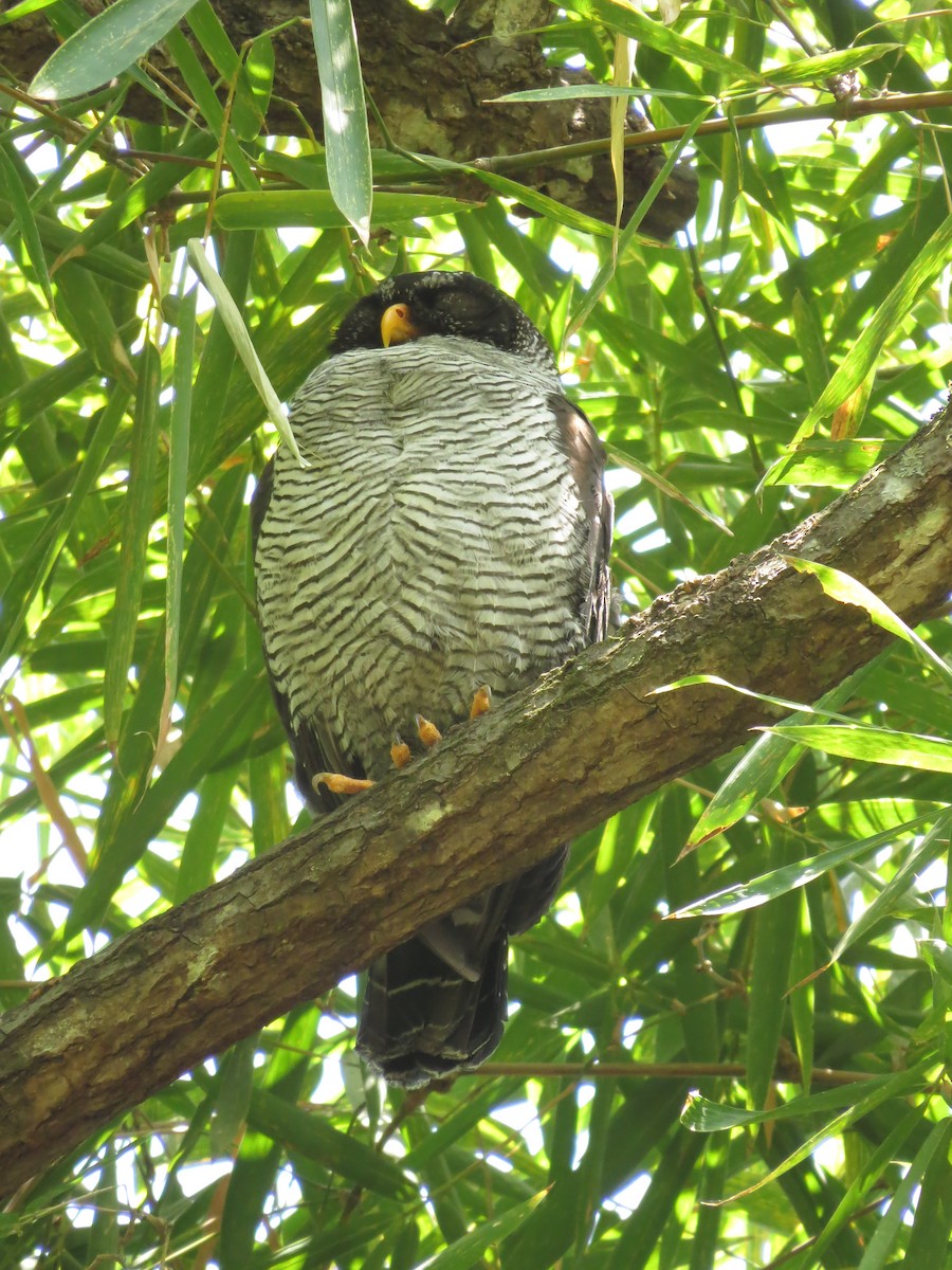 Black-and-white Owl - ML469299041